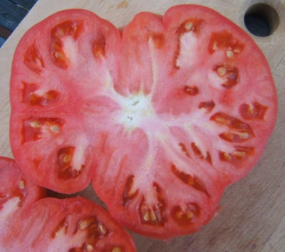 Wilde_Rose_quer.JPG