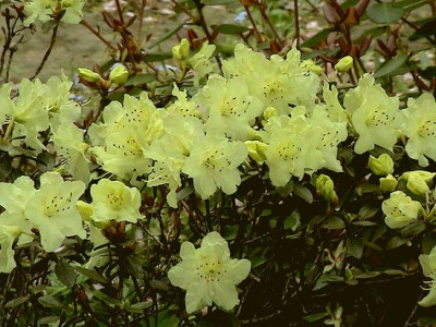 Rhododendron_Euan_Cox_Hortu.jpg