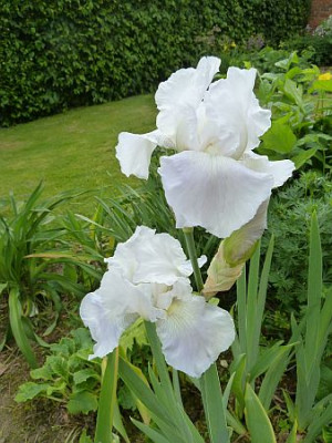 Iris_barb._elat._English_Cottage_P10006941.jpg
