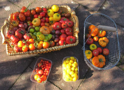 tomaten_28_august_2011.jpg