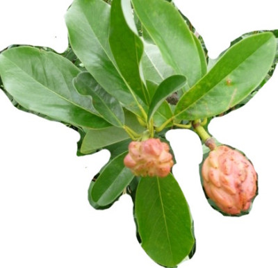 Magnol.jpg