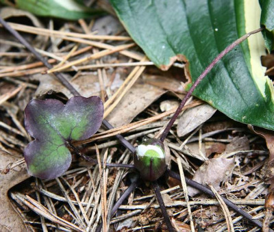 Hepatica_nobilisIMG_8110jpg.jpg