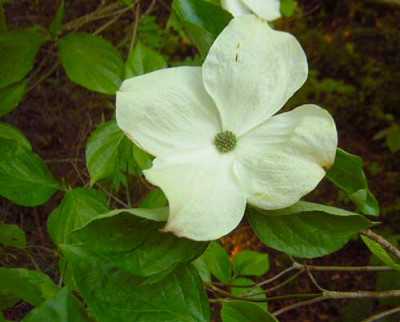 77Cornus_EWW.jpg