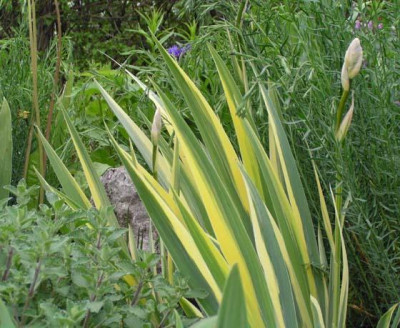 iris_pallida_aureovariegata.jpg