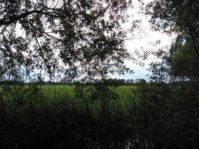 Roji_Blick_auf_die_Wiese.jpg
