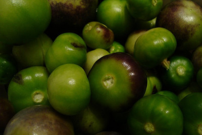 tomatillos_2011_zg.jpg