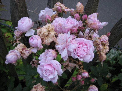 Blush_Noisette_4.JPG