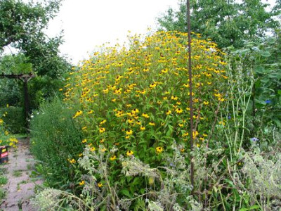 R.triloba-ax.jpg