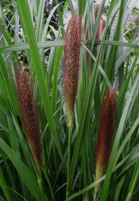 Pennisetum_alopec.jpg