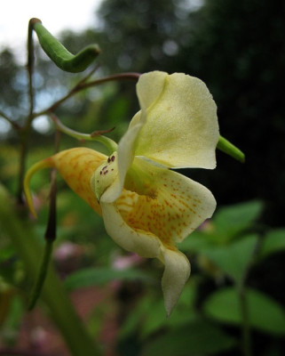 Impatiens_cristata.jpg