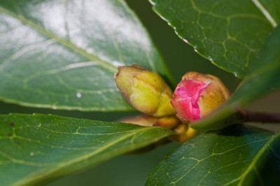 knospe-chojiguruma.jpg