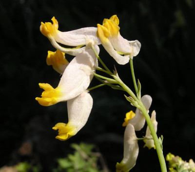 corydalis_noname.jpg
