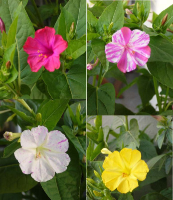 Mirabilis_Collage_1_900x900_80KB.jpg