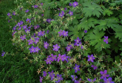Geranium_wlassowianum.jpg