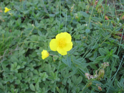 Sonnenroschen_wildwuchs.jpg