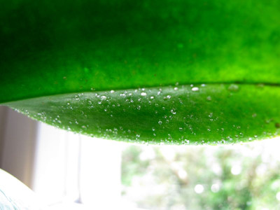 Orchideenblatt_fars_2011.jpg