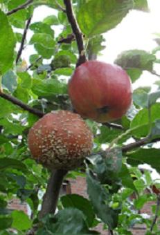 Apfel_Monilia.jpg
