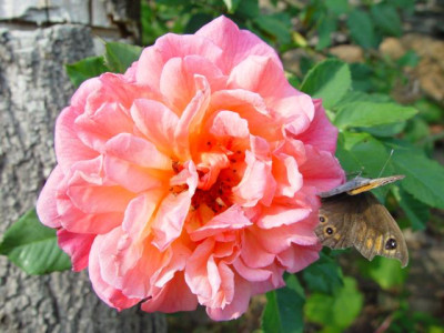 K640_DSC02948.JPG