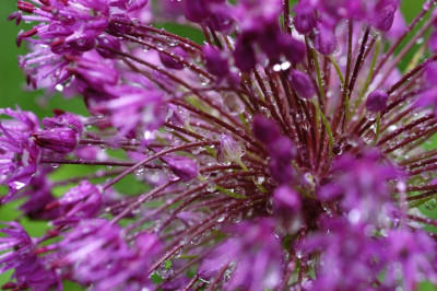 allium_11604.jpg