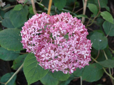 H_arborescens_pink_annabelle_2011-08-08_974.jpg