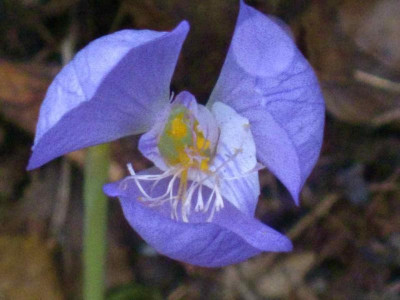 Crocus_banaticus.jpg