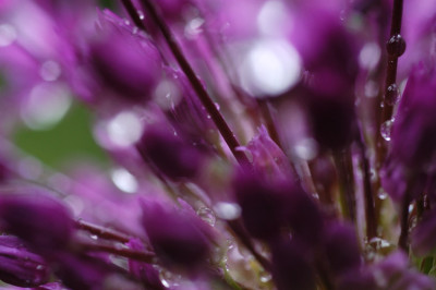 allium_11588.jpg