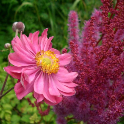 Anemone_Pamina_Aug11.JPG