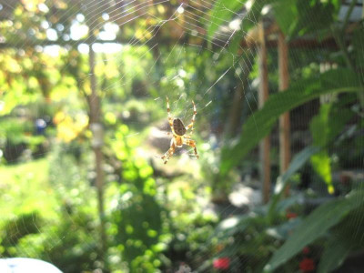 Effektive_Insektenbekampfung.jpg