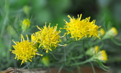Aster_linosyris_0011__10342.jpg