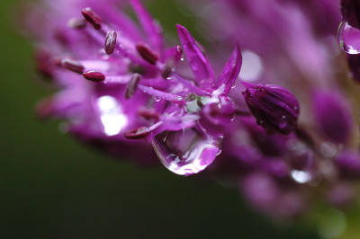 allium_11586.jpg