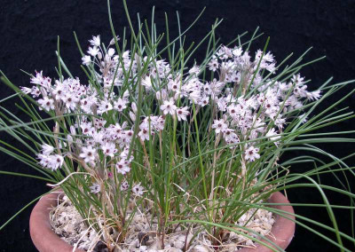 comp_Allium_callimischon_var.haemostictum_15.09.11.jpg