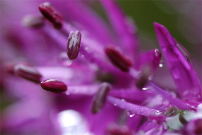 allium_11586_a1.jpg