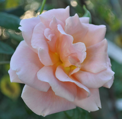 Royal_Sunset_0011_10425.jpg
