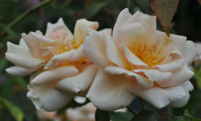 Reve_dOr_0011__10326.jpg