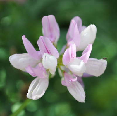 Coronilla_varia_0011__10212.jpg