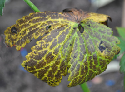 Herbstfarbung_Blatt_0011__0192.jpg