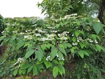 Viburnum_plicatumm_mariesii_0011__10348.jpg