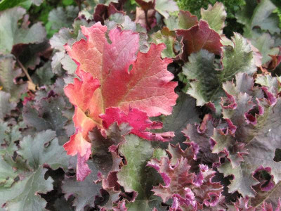 Heuchera_Herbstfarbung_Gartenpur.jpg