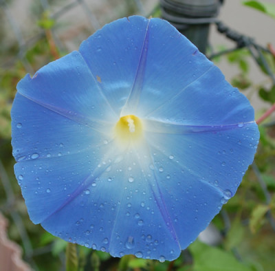 Ipomoea_0011__86157.jpg