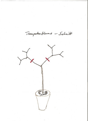 comp_TrompetenBaum_001.jpg