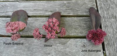 Sedum_vergleich.jpg