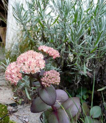 Sedum_PuEmp_saemling.jpg
