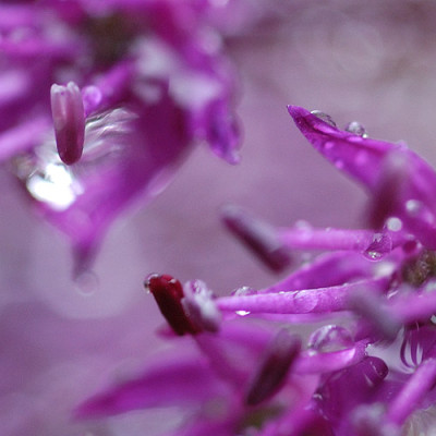 allium_11581_a3q.jpg