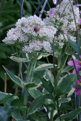 Sedum4011.jpg