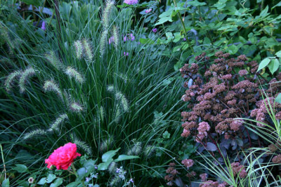 Sedum_Xenox0211.jpg