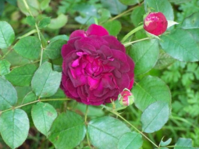 Sept_2011_Munstead_Wood.jpg