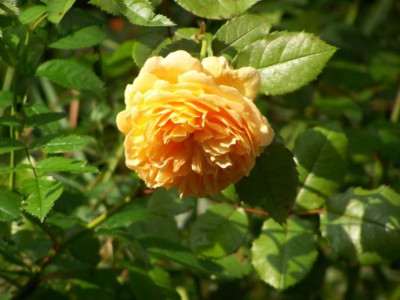 Sept_2011_CPM_Rose.jpg