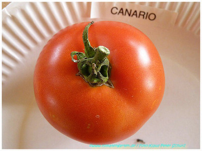 Canario2011_01.jpg