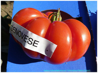 Costoluto_Genovese_2011.jpg