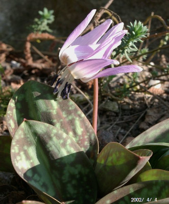 04040007_Erythronium_dens_canis_Sorte.JPG